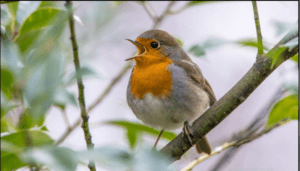 Petit oiseau chantant dans les bois